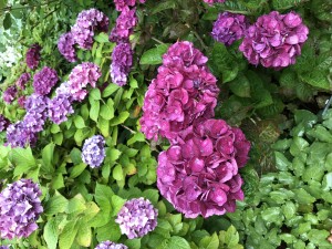IMG_0661